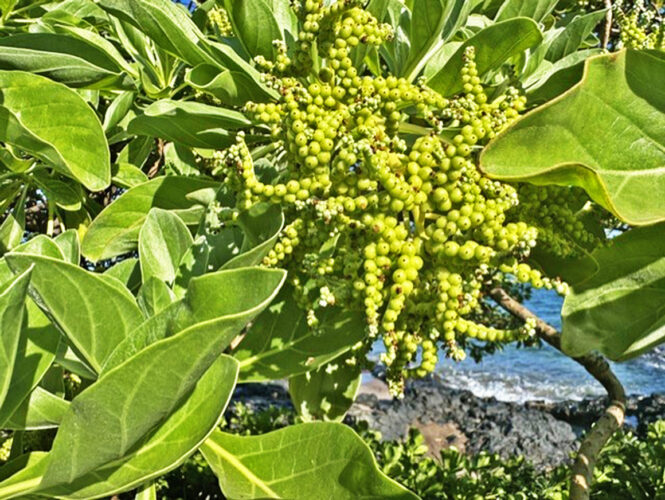 Photo of the Day: Naupaka Kahakai